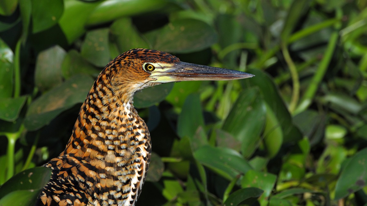 Rufescent Tiger-Heron - ML339218711