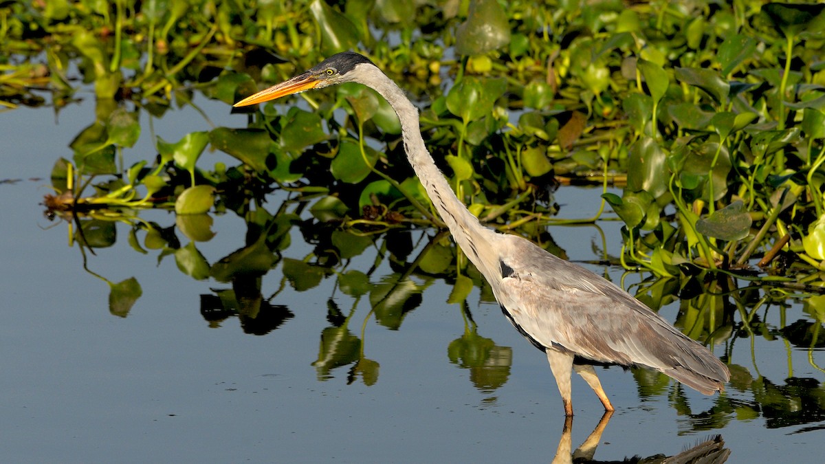 Cocoi Heron - James Livaudais