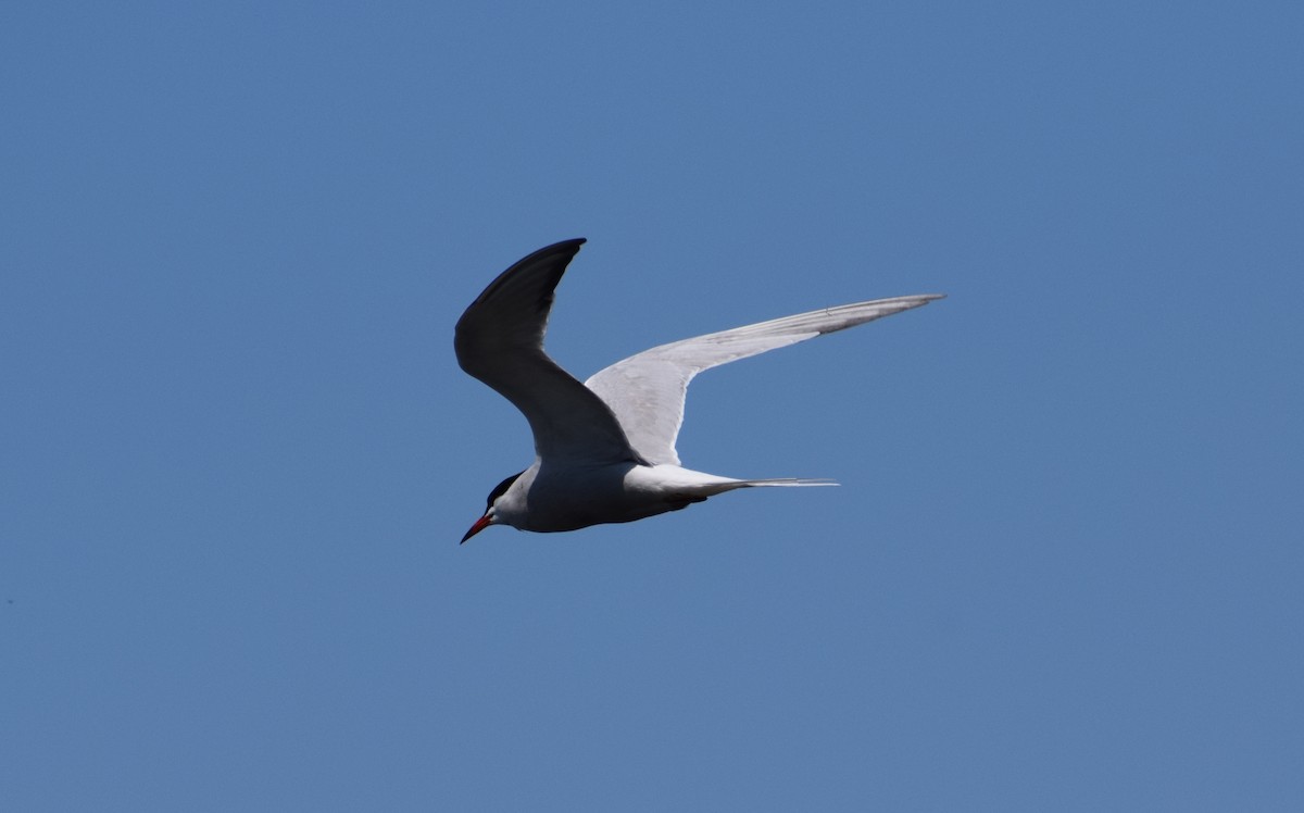 Common Tern - Dominique Blanc