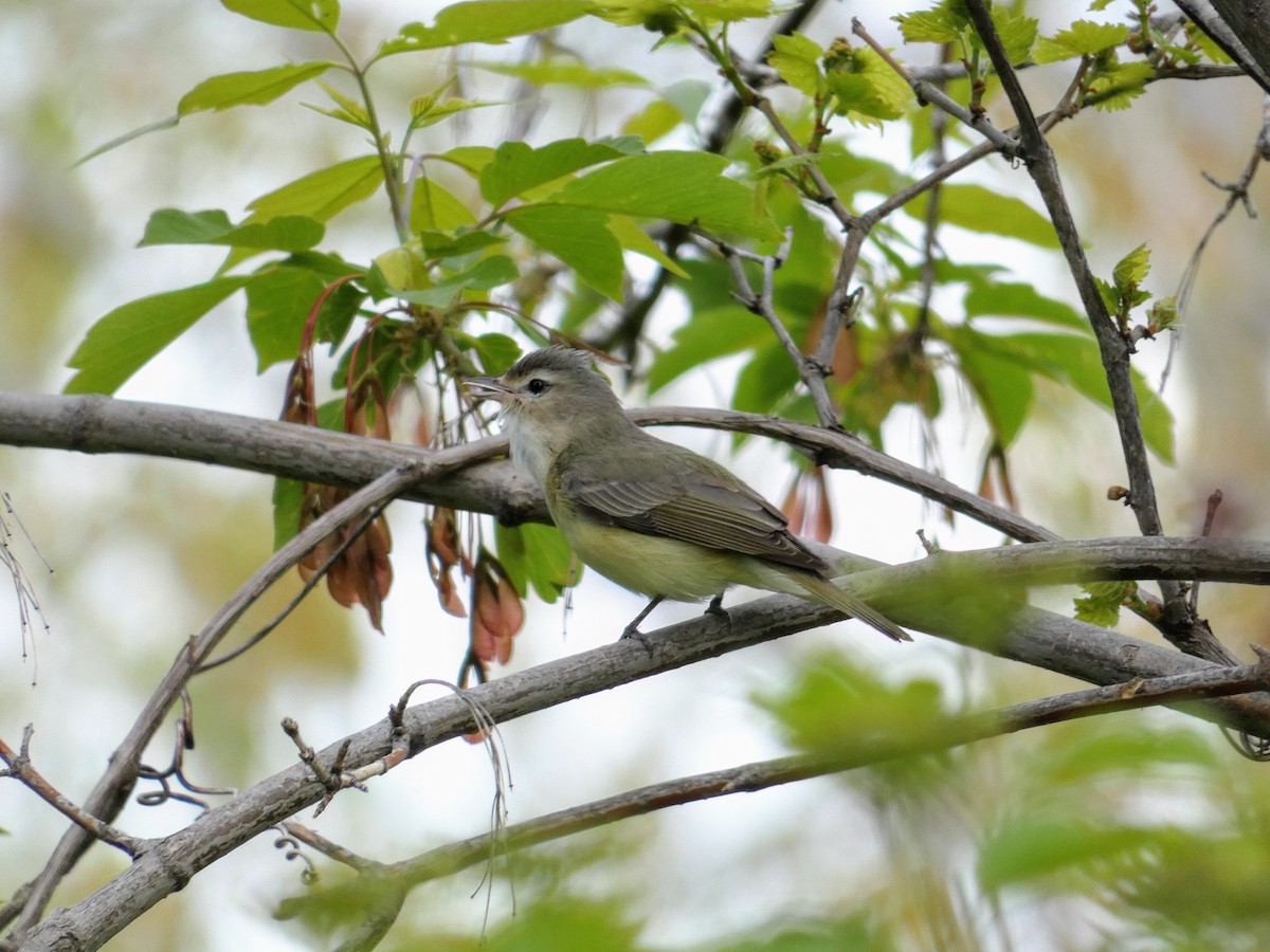 Warbling Vireo - Tania Mohacsi