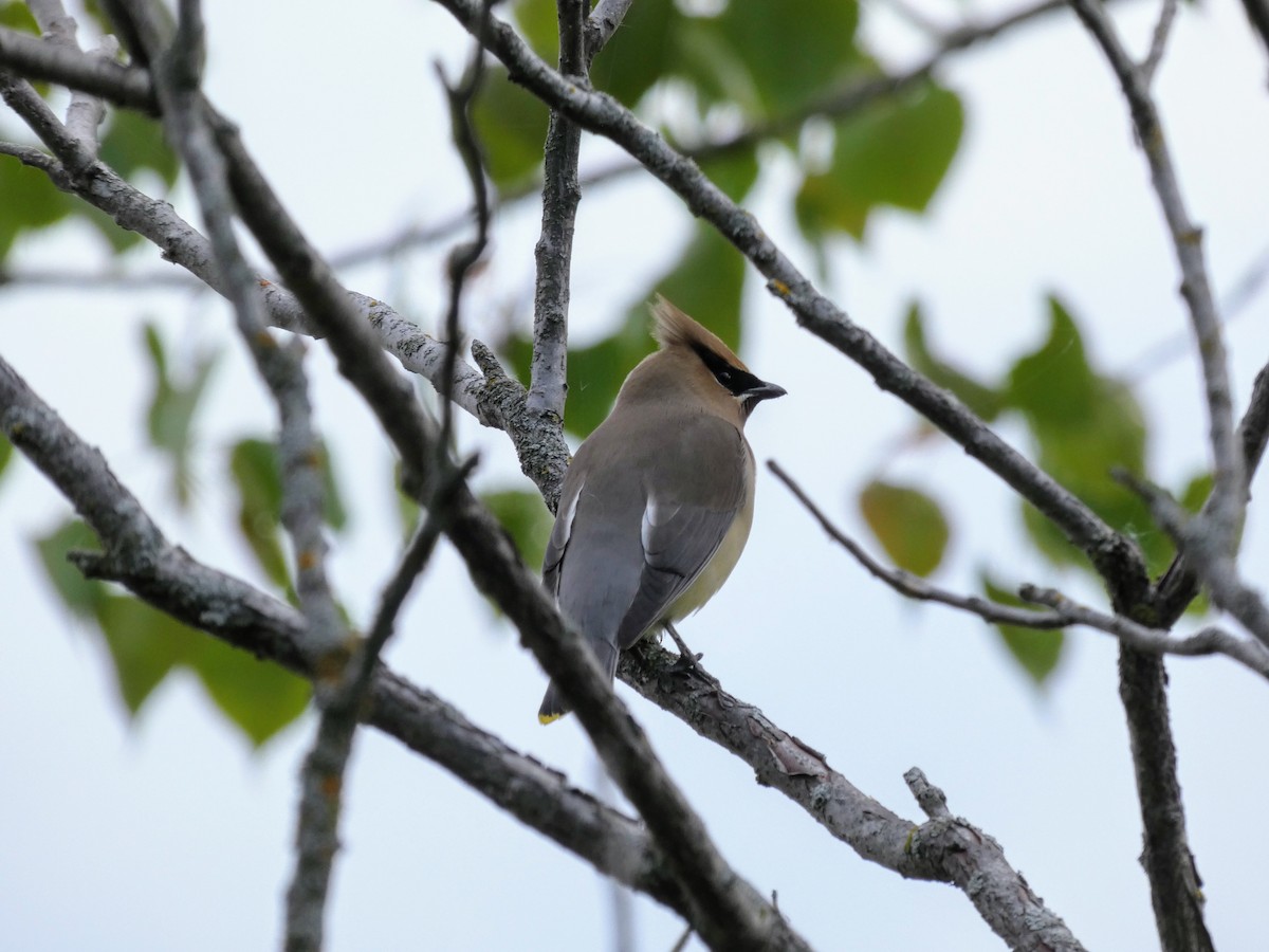 Cedar Waxwing - ML339221651