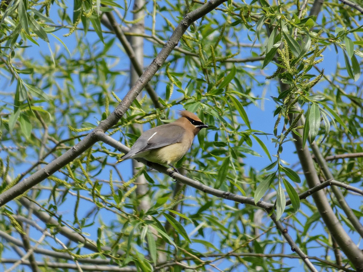 Cedar Waxwing - ML339221671