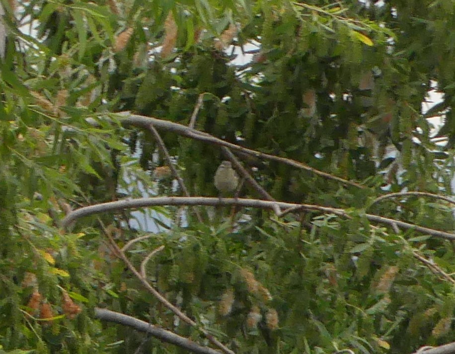 Warbling Vireo - ML339221781