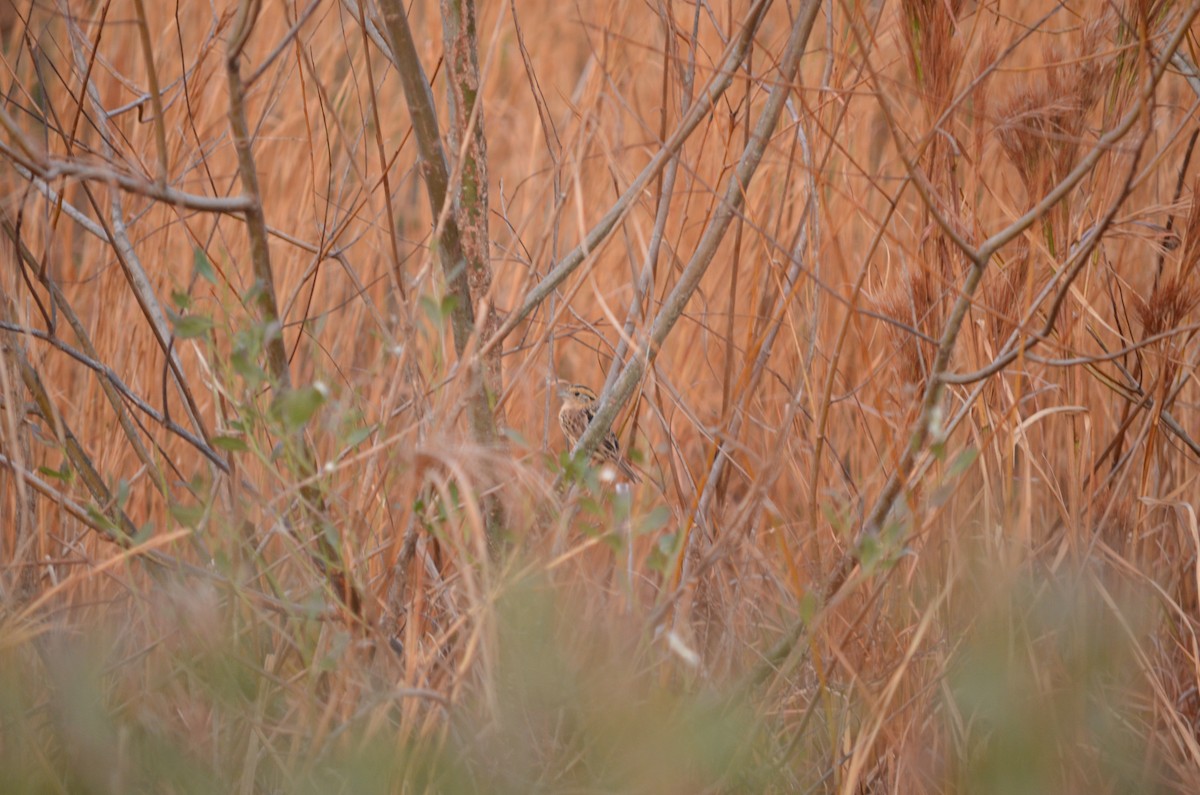 LeConte's Sparrow - Mark Kosiewski