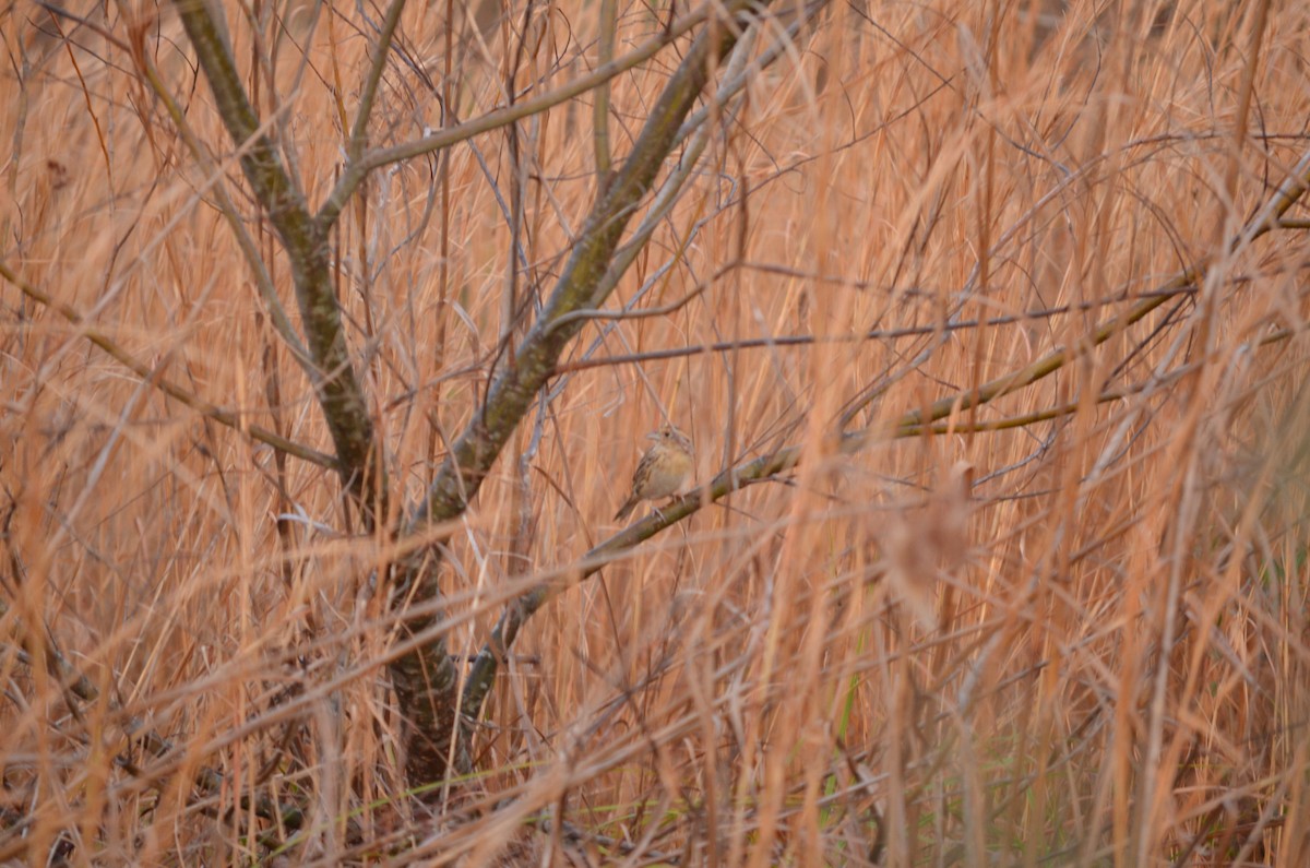 LeConte's Sparrow - Mark Kosiewski