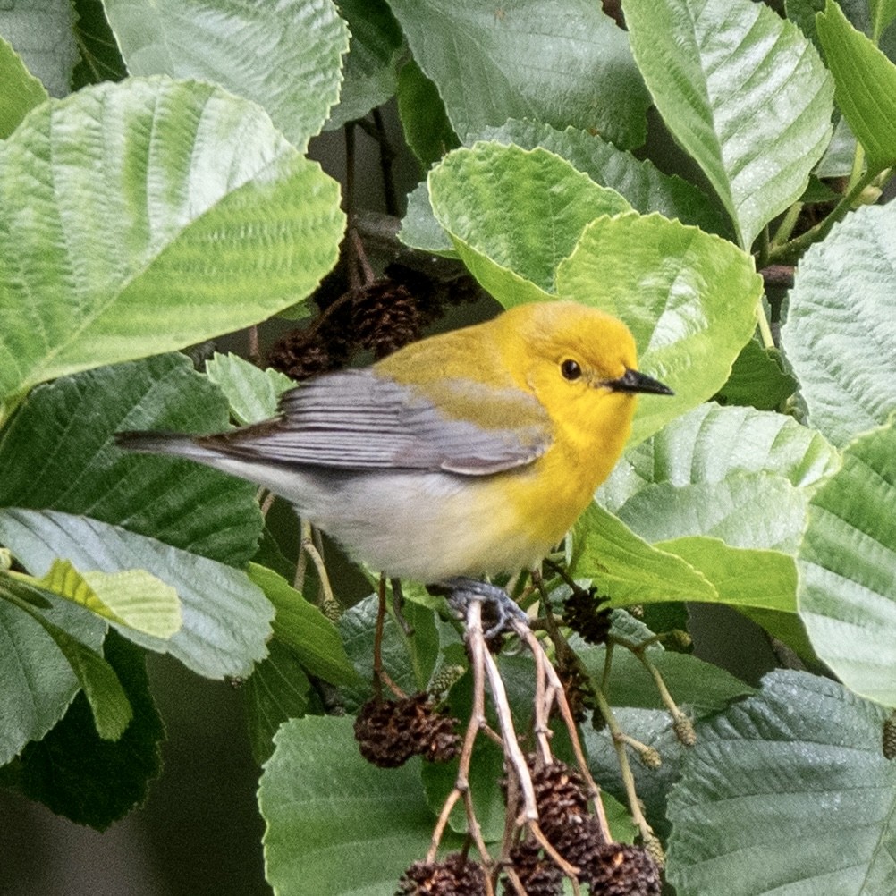 Prothonotary Warbler - ML339223951