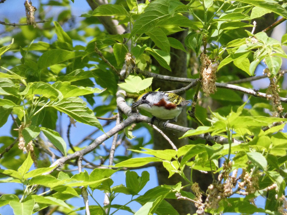 Chestnut-sided Warbler - Tania Mohacsi