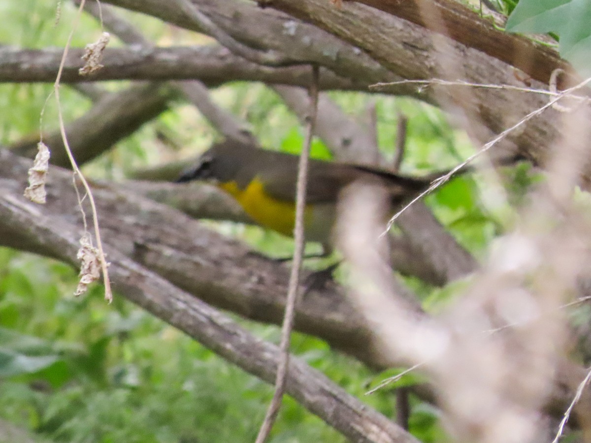 Yellow-breasted Chat - ML339226051
