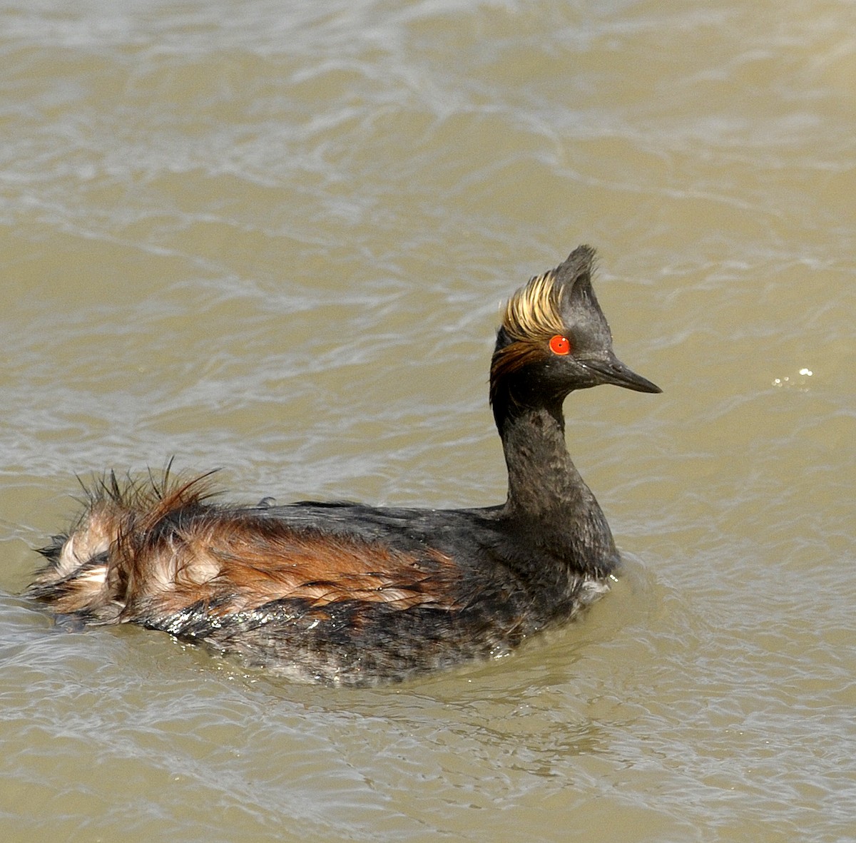 Eared Grebe - ML33922851