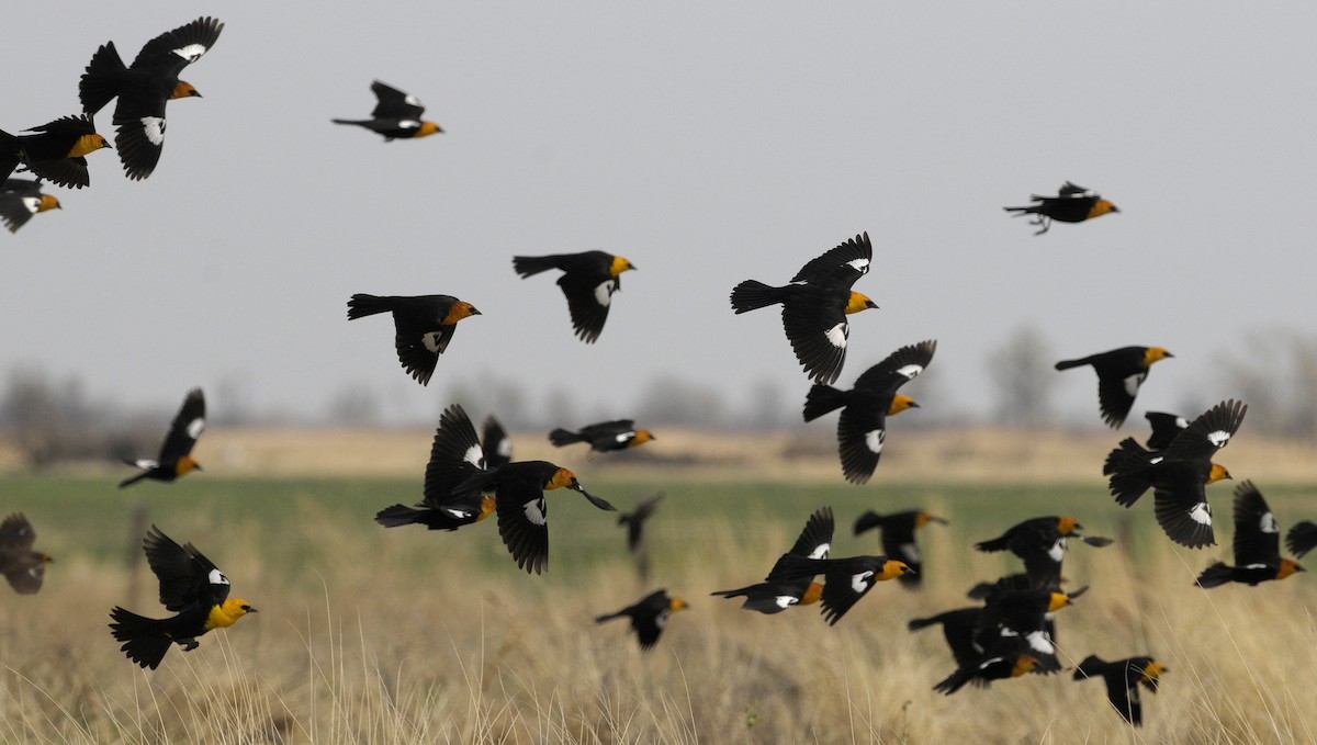 Yellow-headed Blackbird - ML33922921