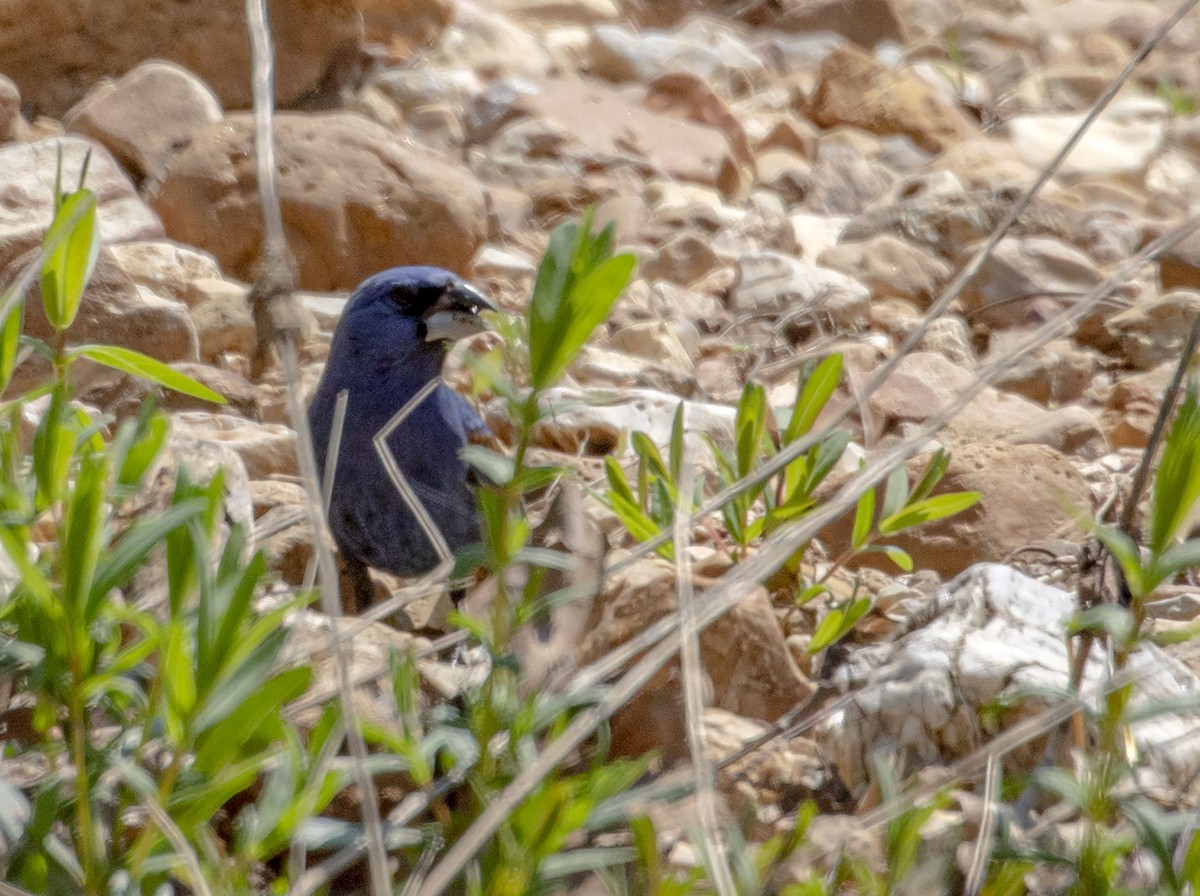 Blue Grosbeak - Jason Lott