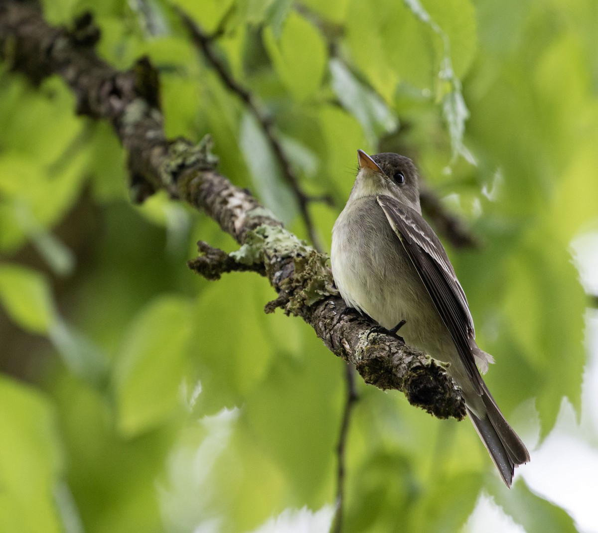 Eastern Wood-Pewee - Jason Lott