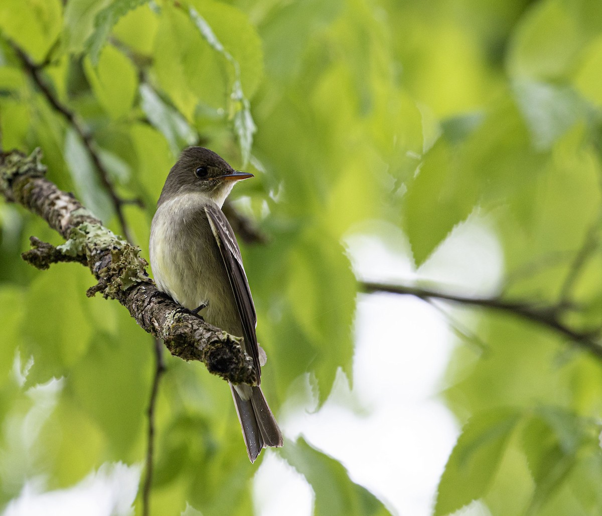 Eastern Wood-Pewee - Jason Lott