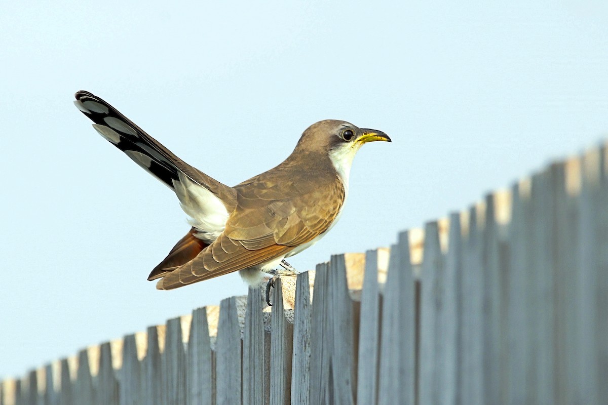 Yellow-billed Cuckoo - Stephen Cook