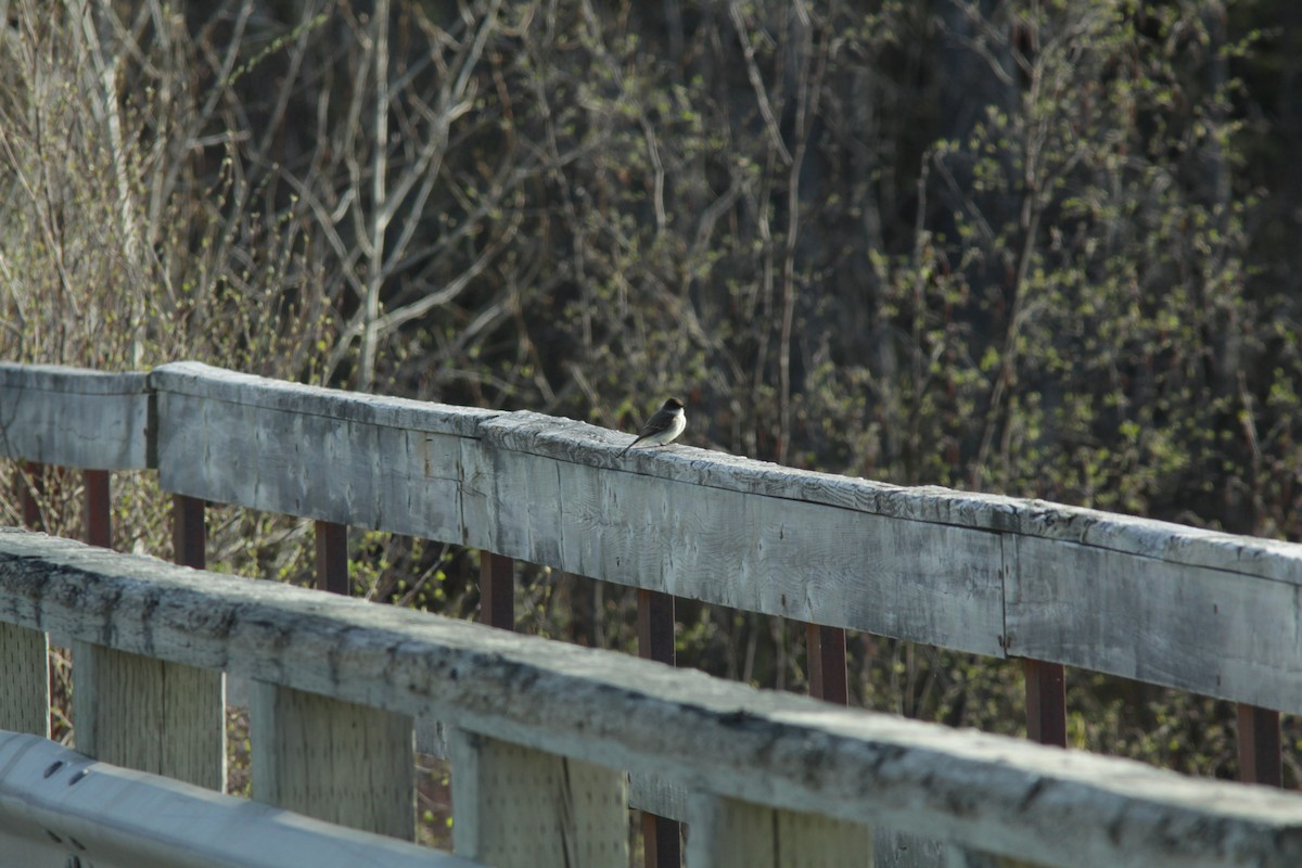 Eastern Phoebe - Real Gauthier