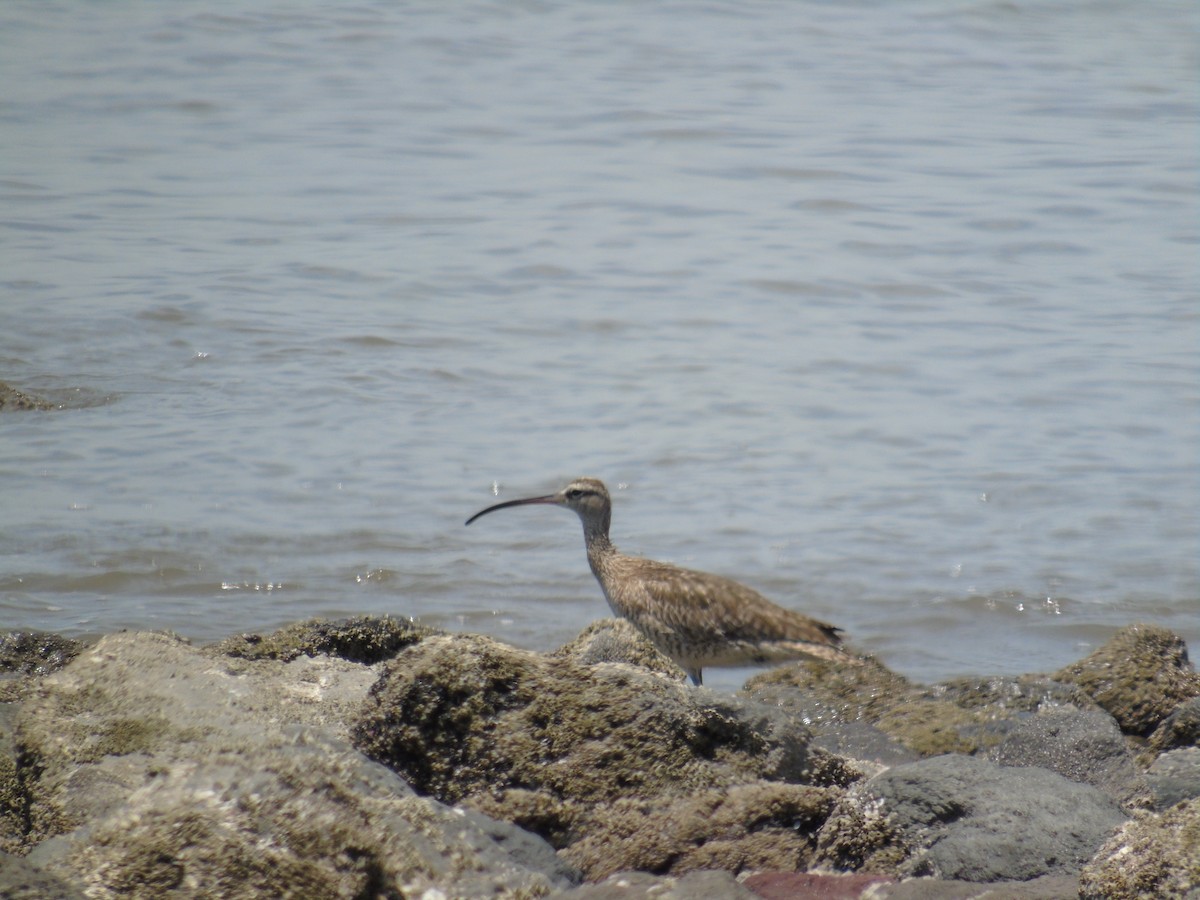 Whimbrel - ML339234771