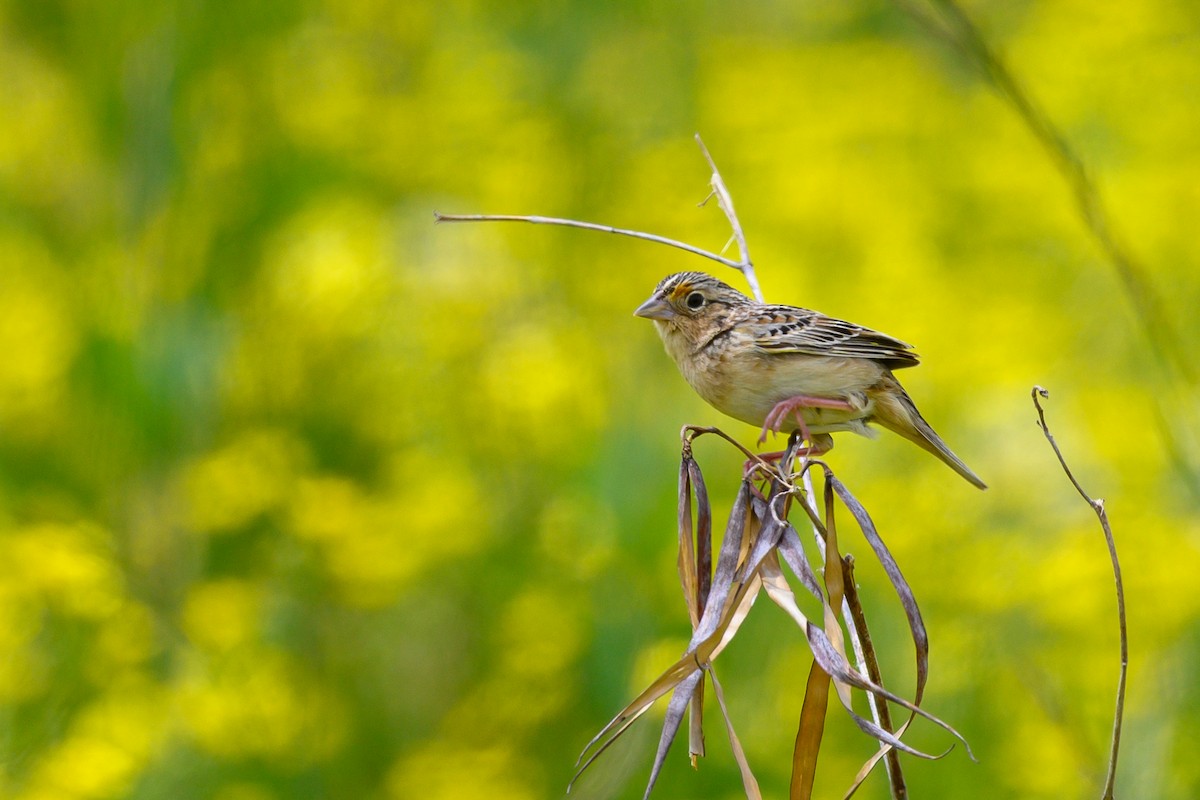 Grasshopper Sparrow - ML339236781