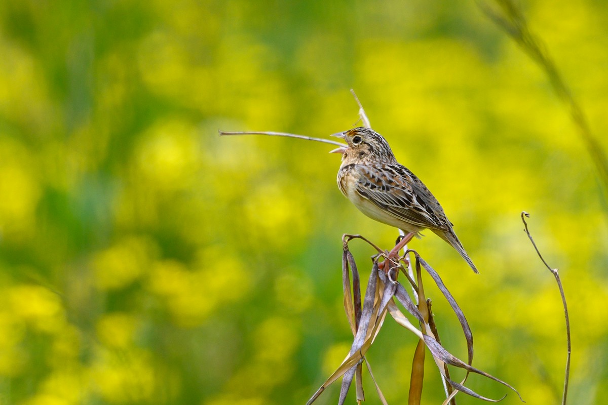 Grasshopper Sparrow - ML339236881