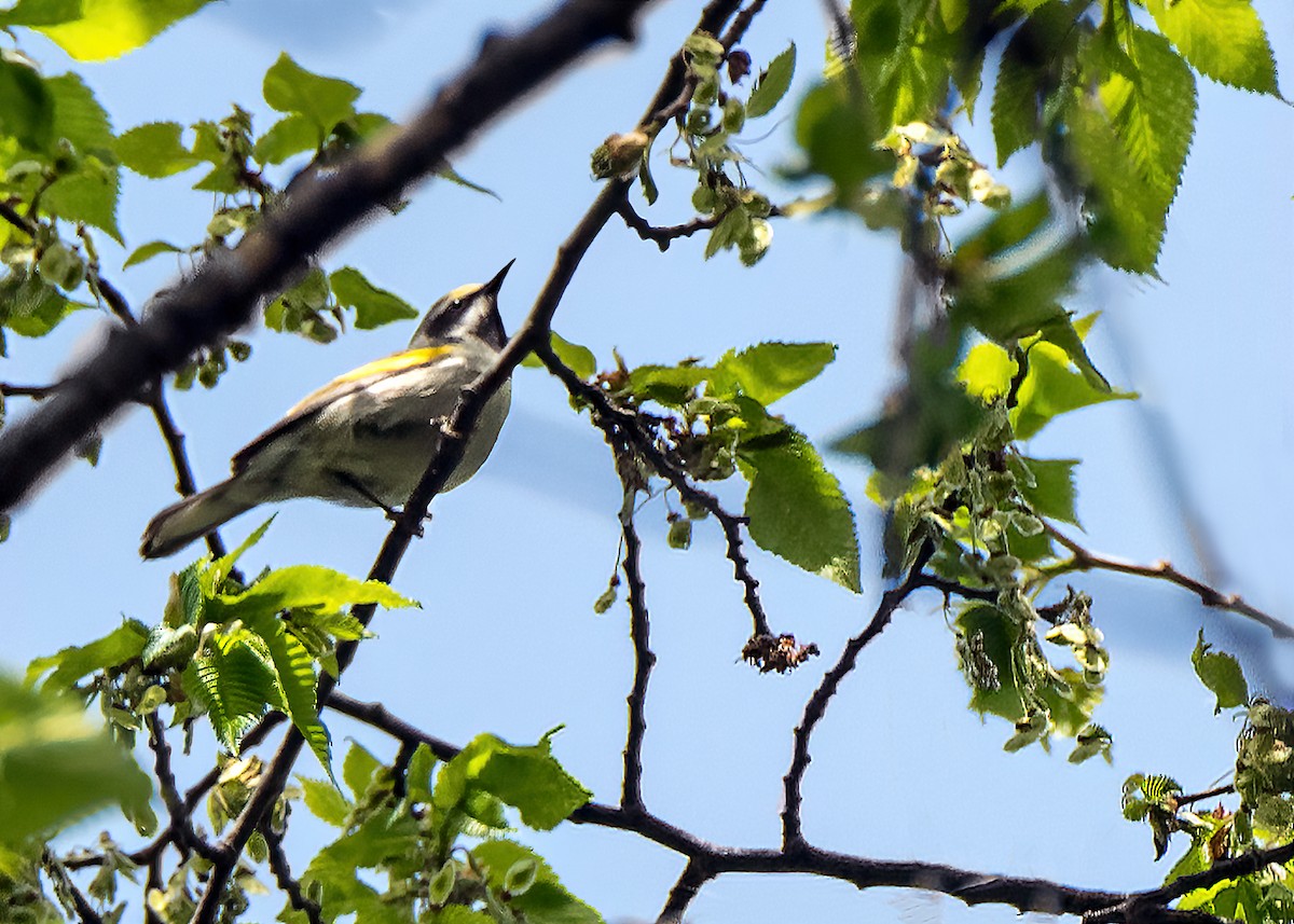 Golden-winged Warbler - ML339238541