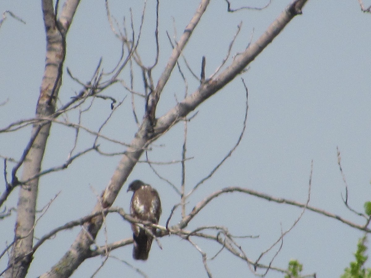 Buteo sp. - Rene',Andy and Bill McGill