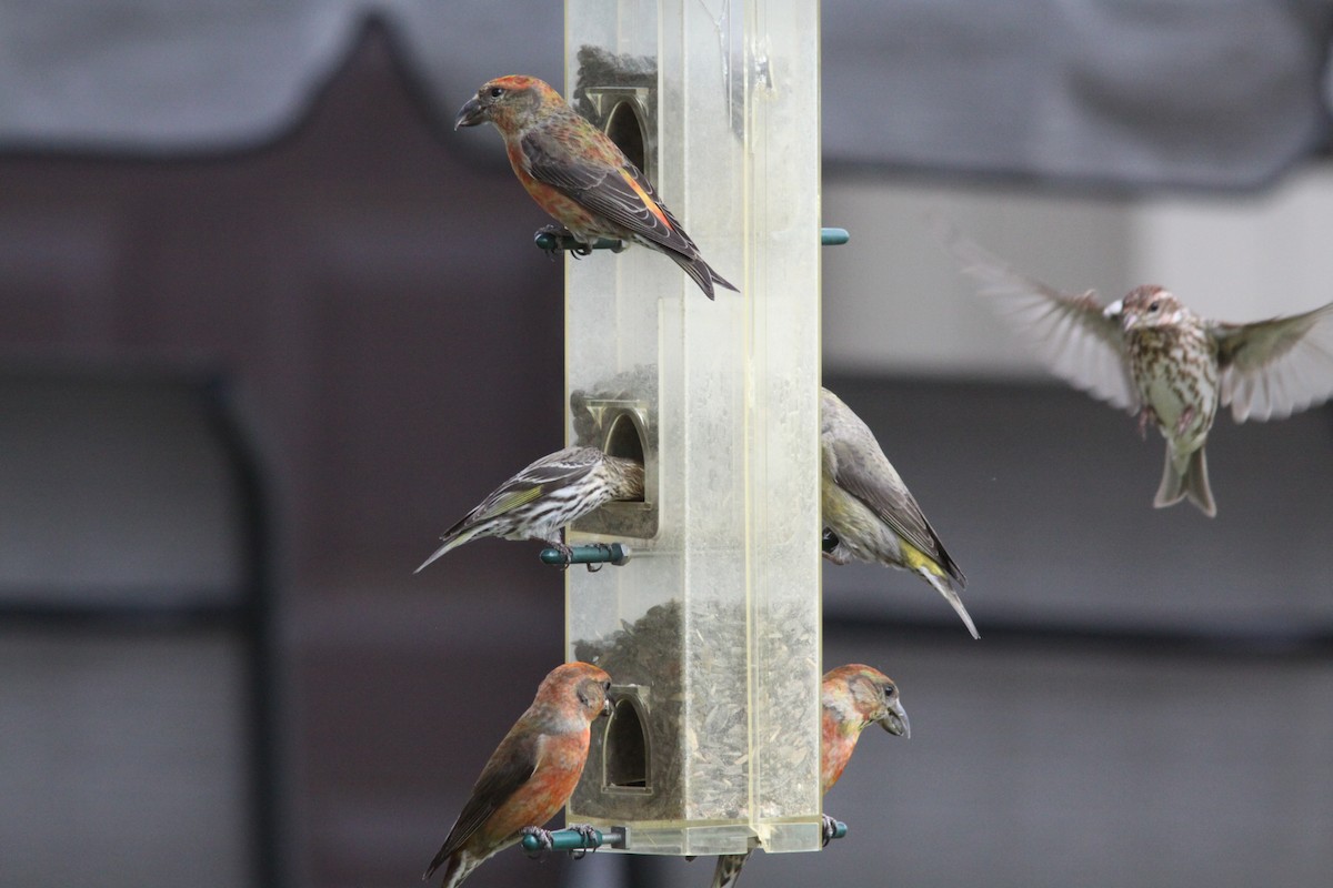 Гацуурын солбин хошуут - ML339239391