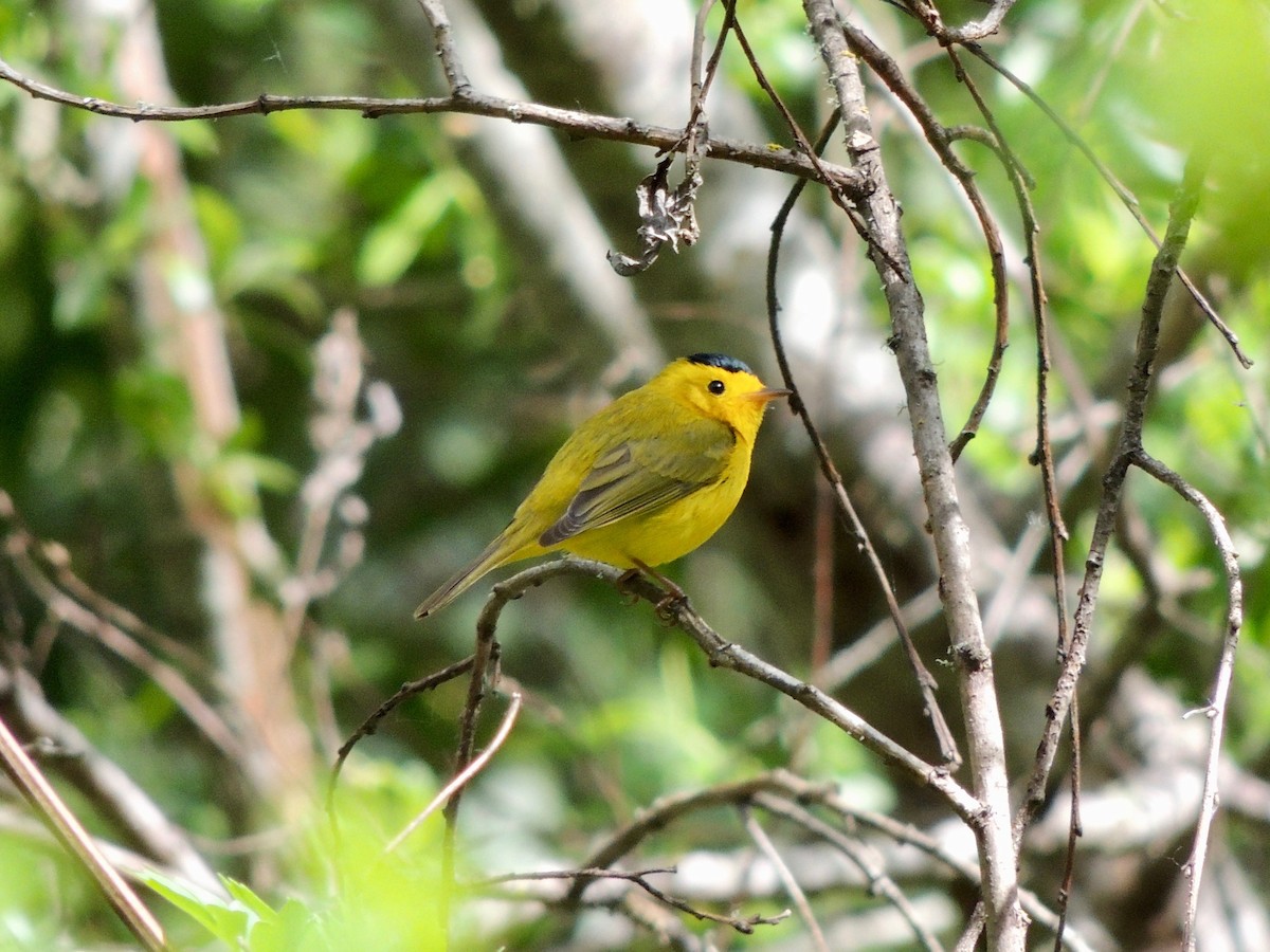 Wilson's Warbler - ML339243491
