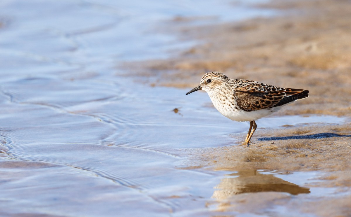 Least Sandpiper - Grace Simms  🐦‍⬛