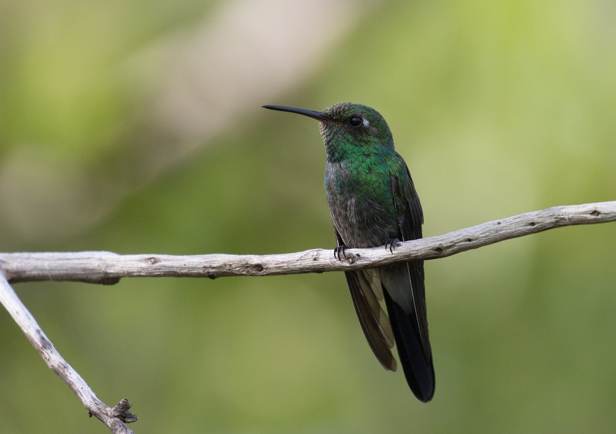 kolibřík kubánský - ML339245151