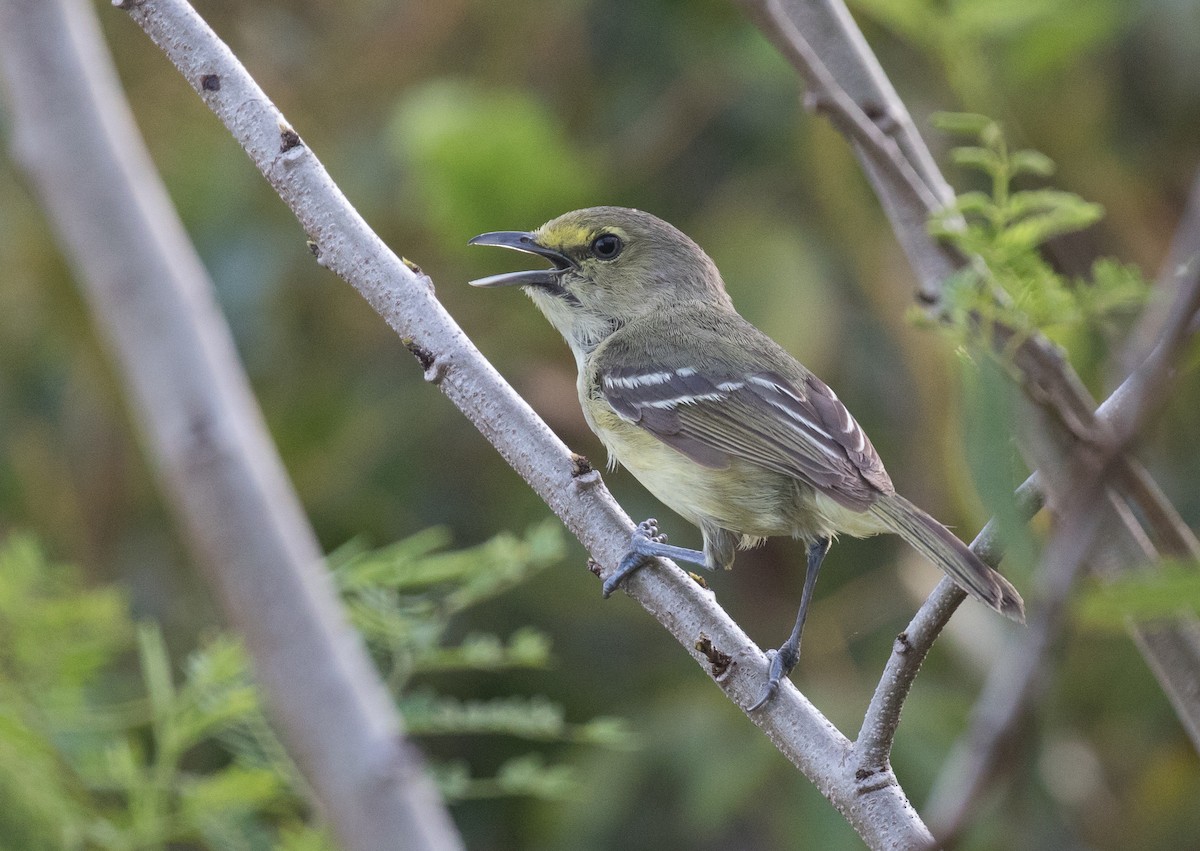 Kalın Gagalı Vireo - ML339245331