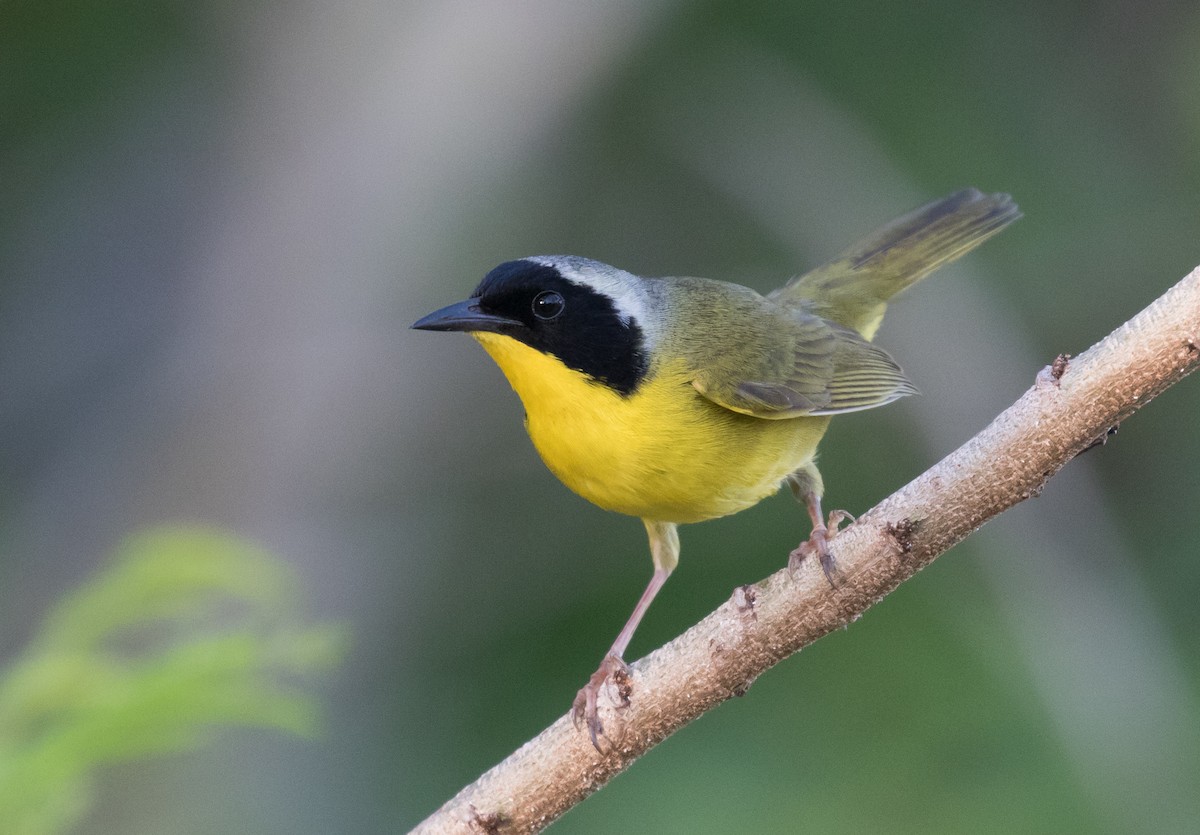 Bahama Yellowthroat - Simon Best