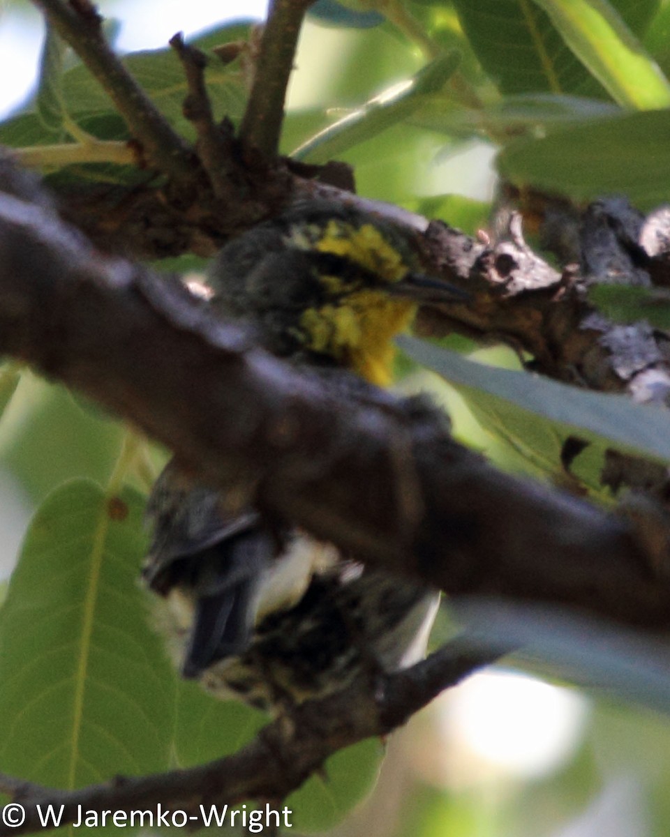 Grace's Warbler - ML33924571