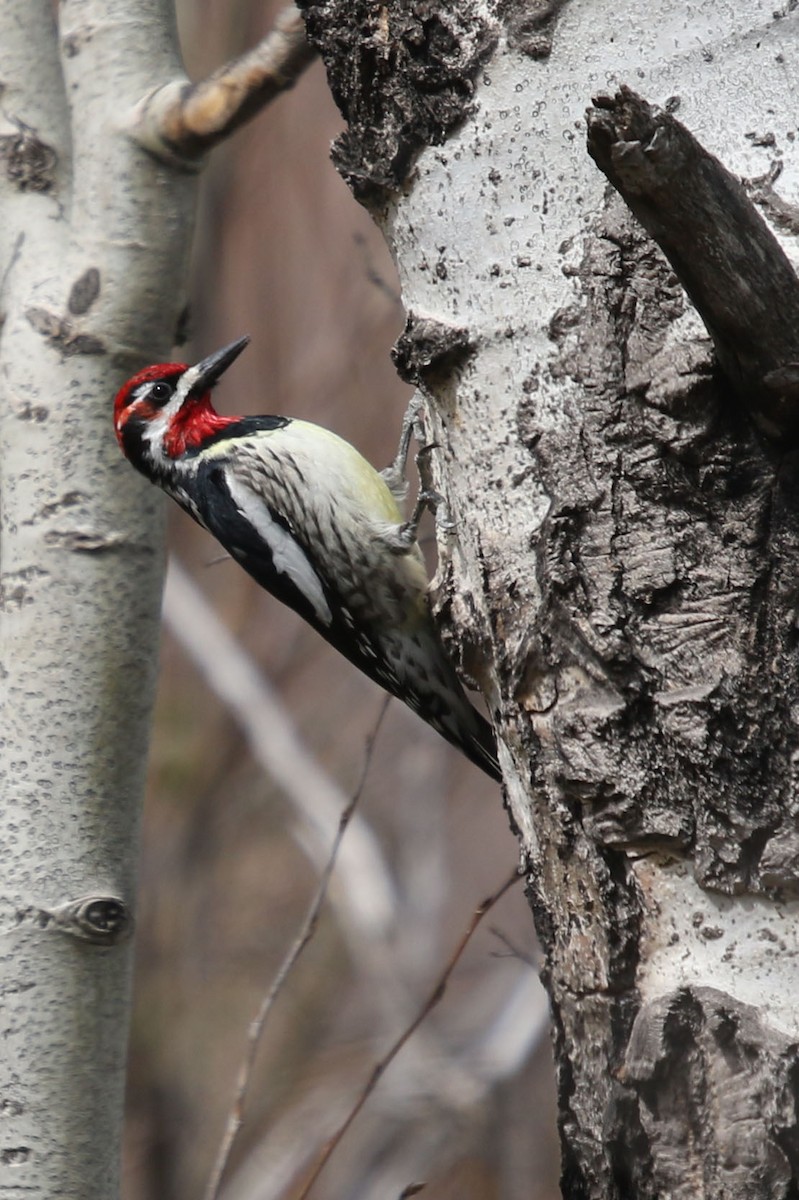 Red-naped Sapsucker - ML339246731