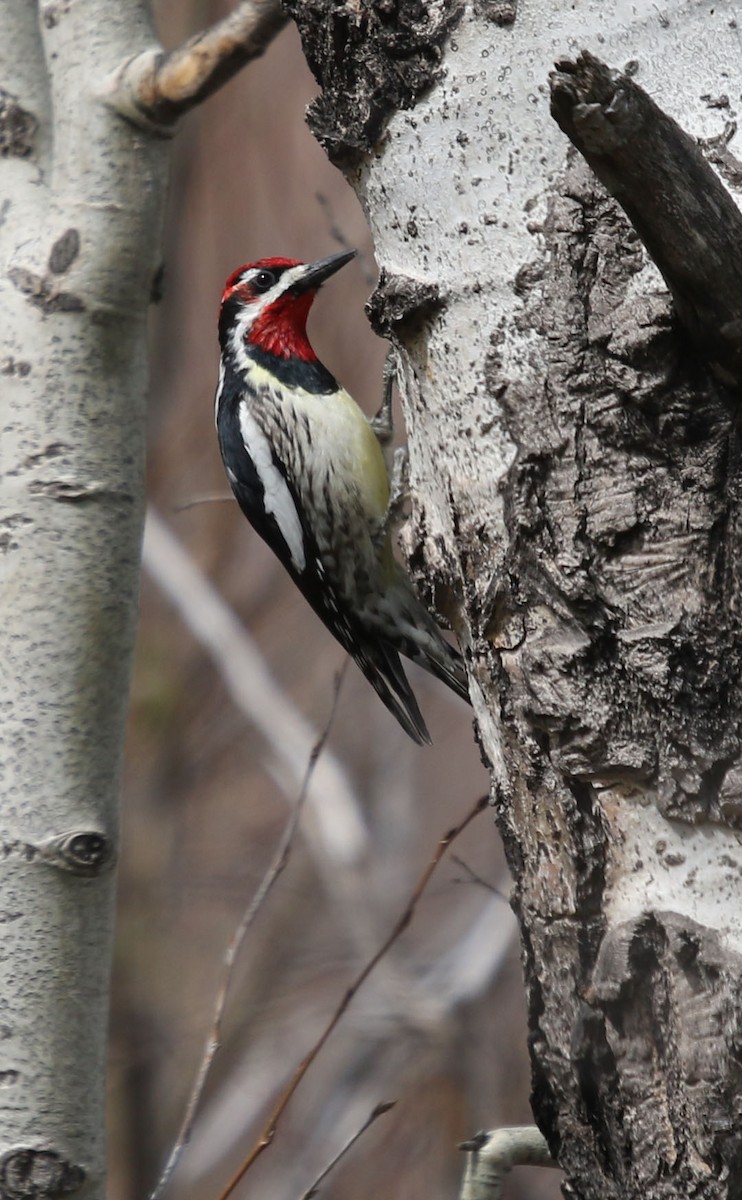 Red-naped Sapsucker - ML339246741