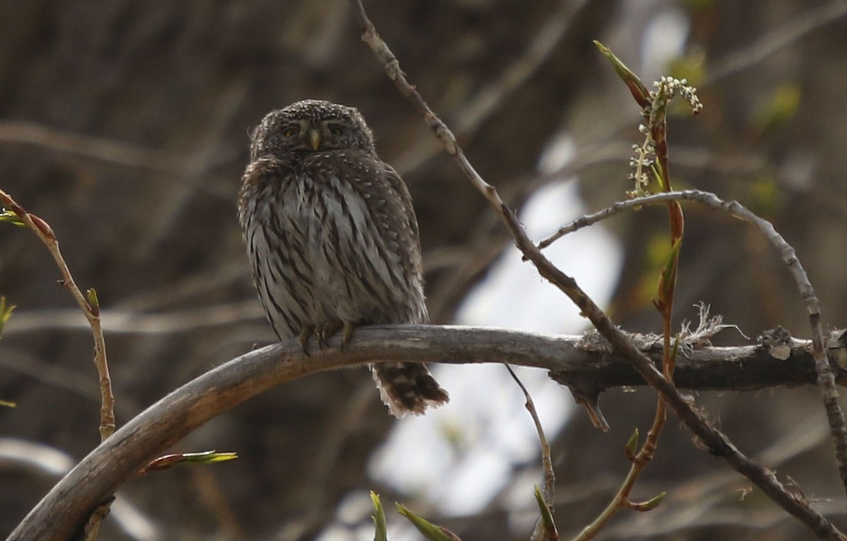 Northern Pygmy-Owl - ML339246901
