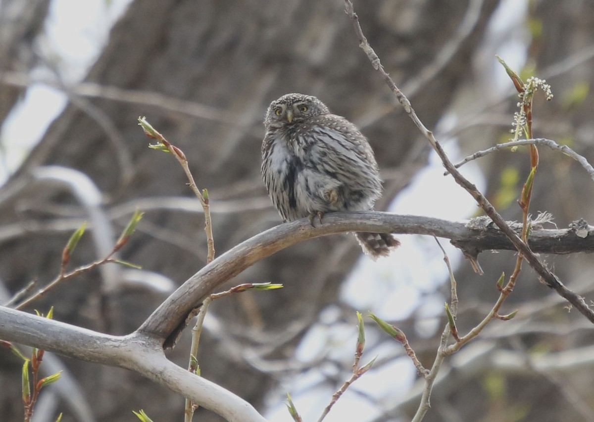 Northern Pygmy-Owl - ML339246921