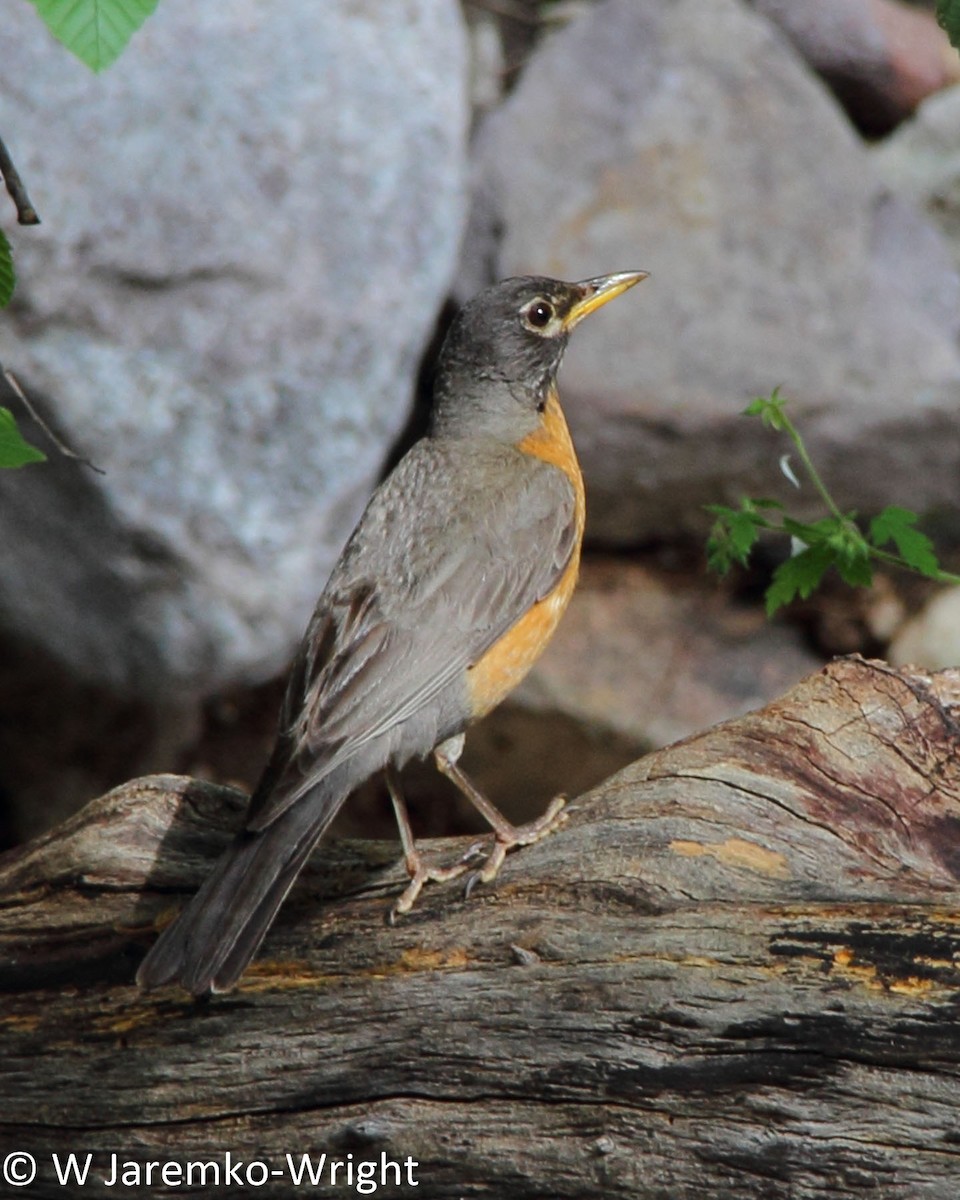 American Robin - ML33924731