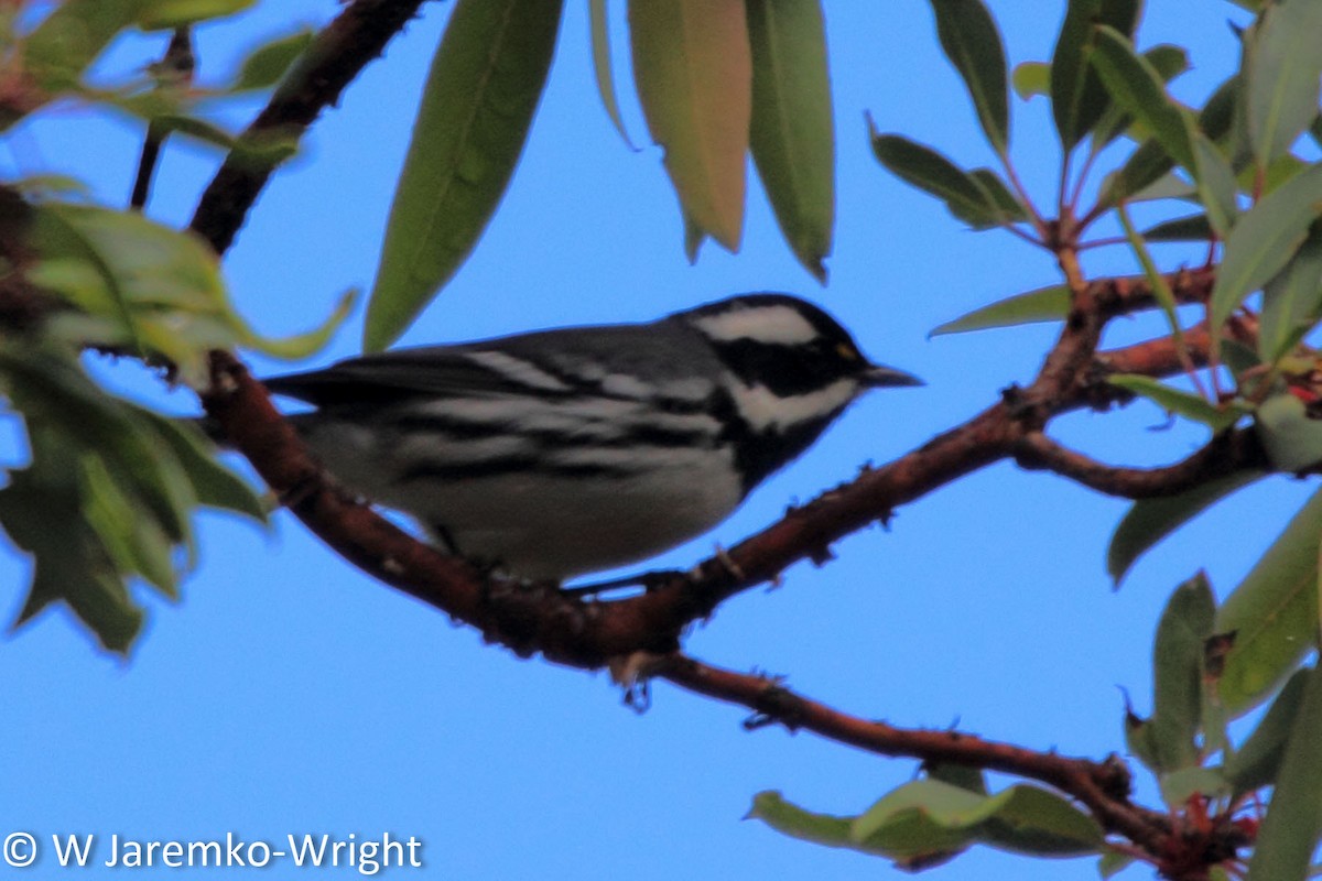 Black-throated Gray Warbler - Will Jaremko-Wright