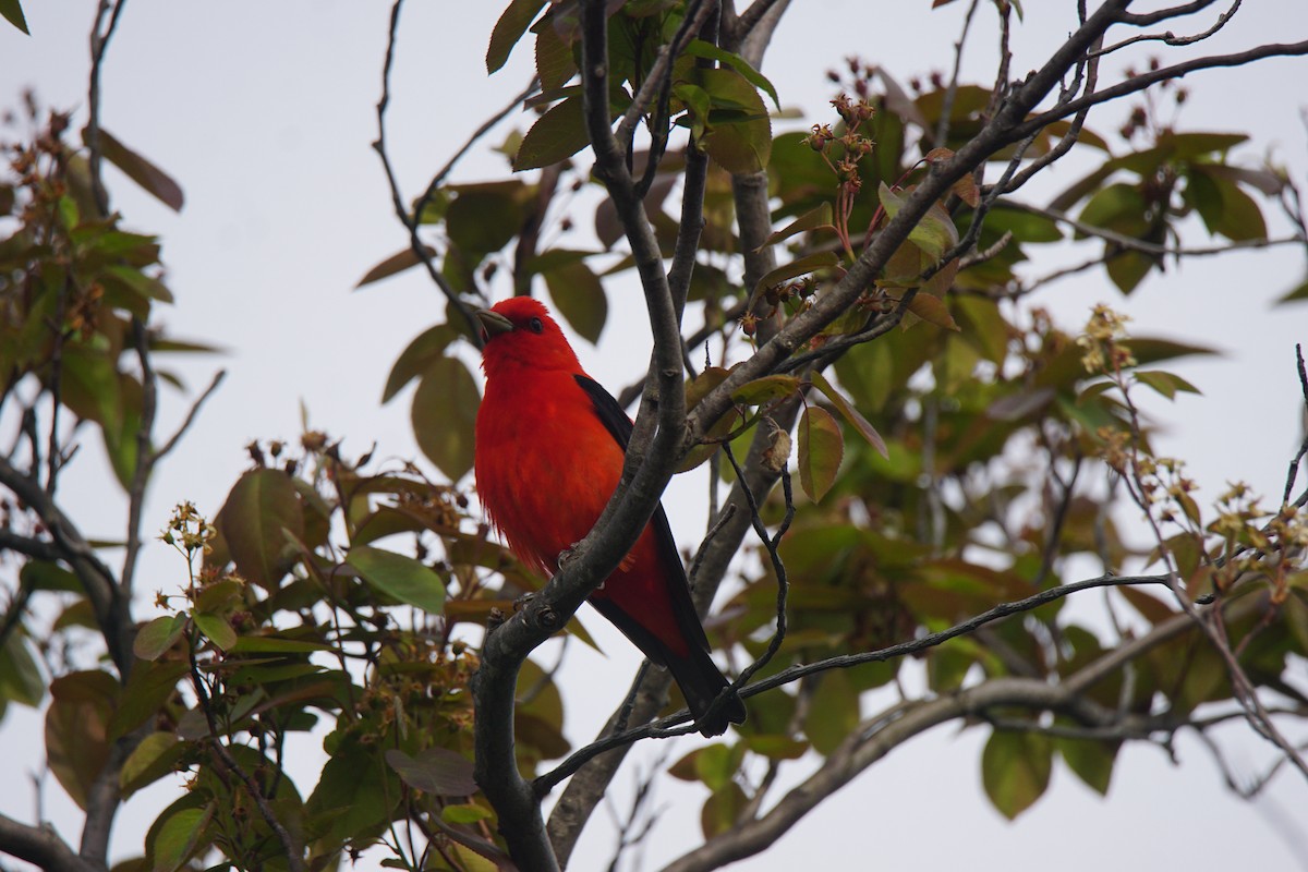 Scarlet Tanager - ML339247641