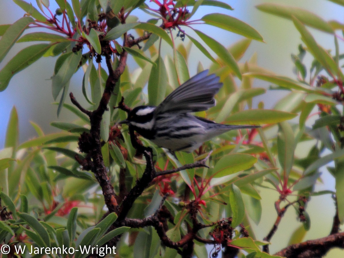 Black-throated Gray Warbler - Will Jaremko-Wright