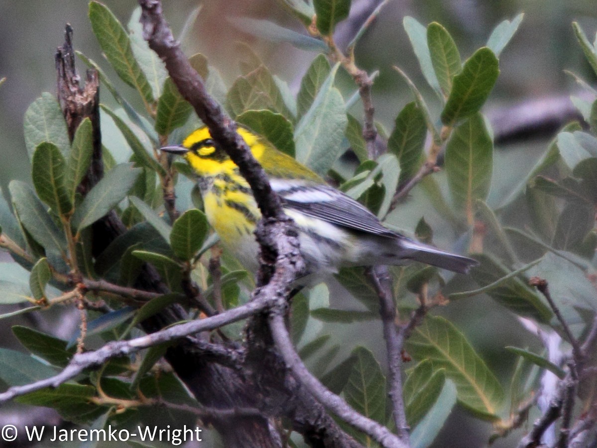 Townsend's Warbler - ML33924801