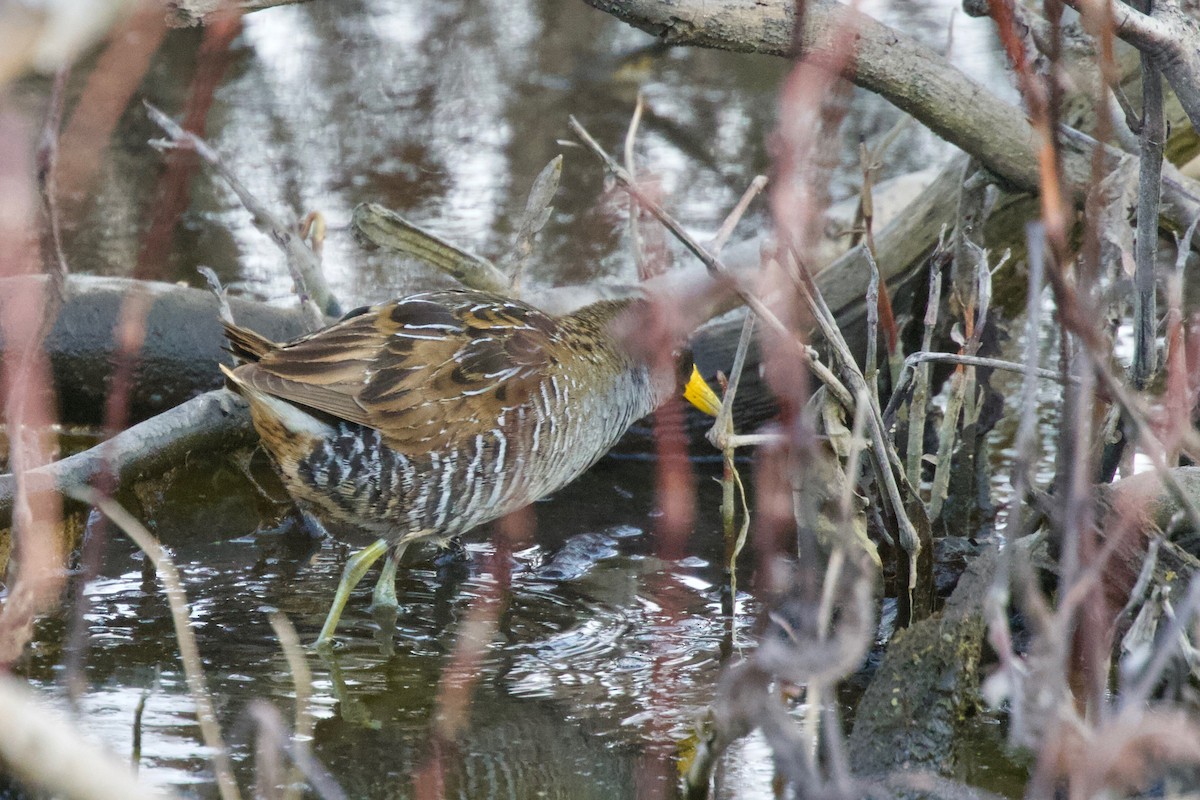 Sora - Torin Waters 🦉