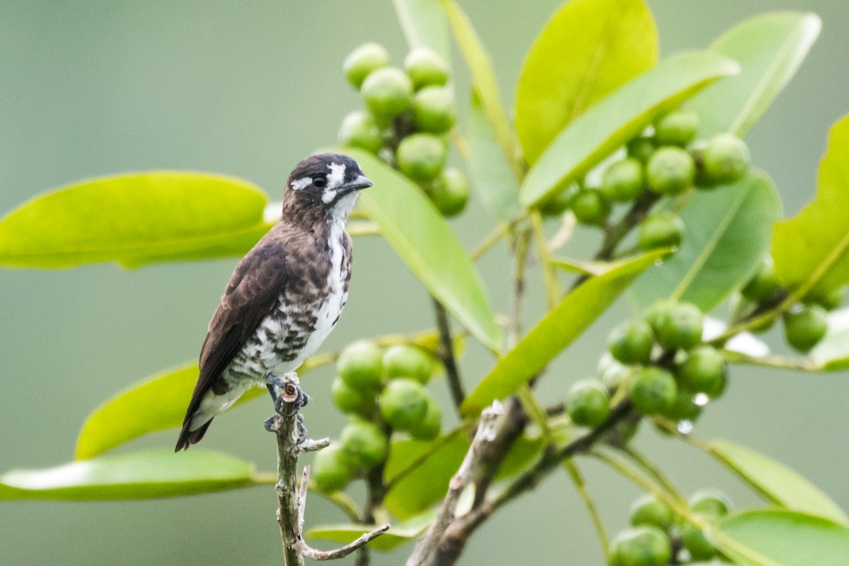 White-browed Purpletuft - ML339248201