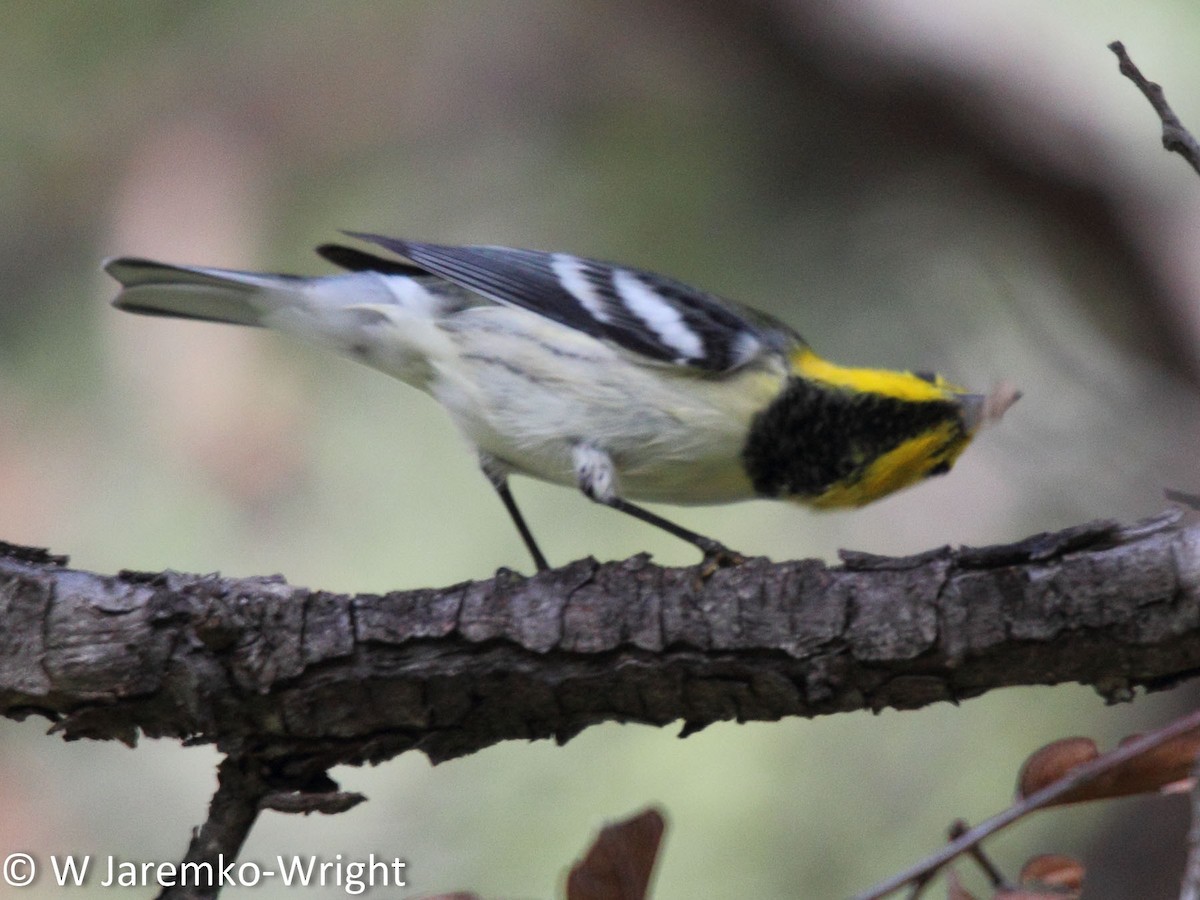 Hermit Warbler - Will Jaremko-Wright