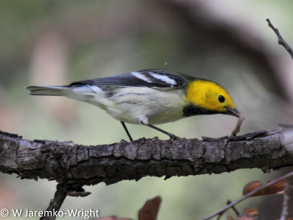 Hermit Warbler - Will Jaremko-Wright