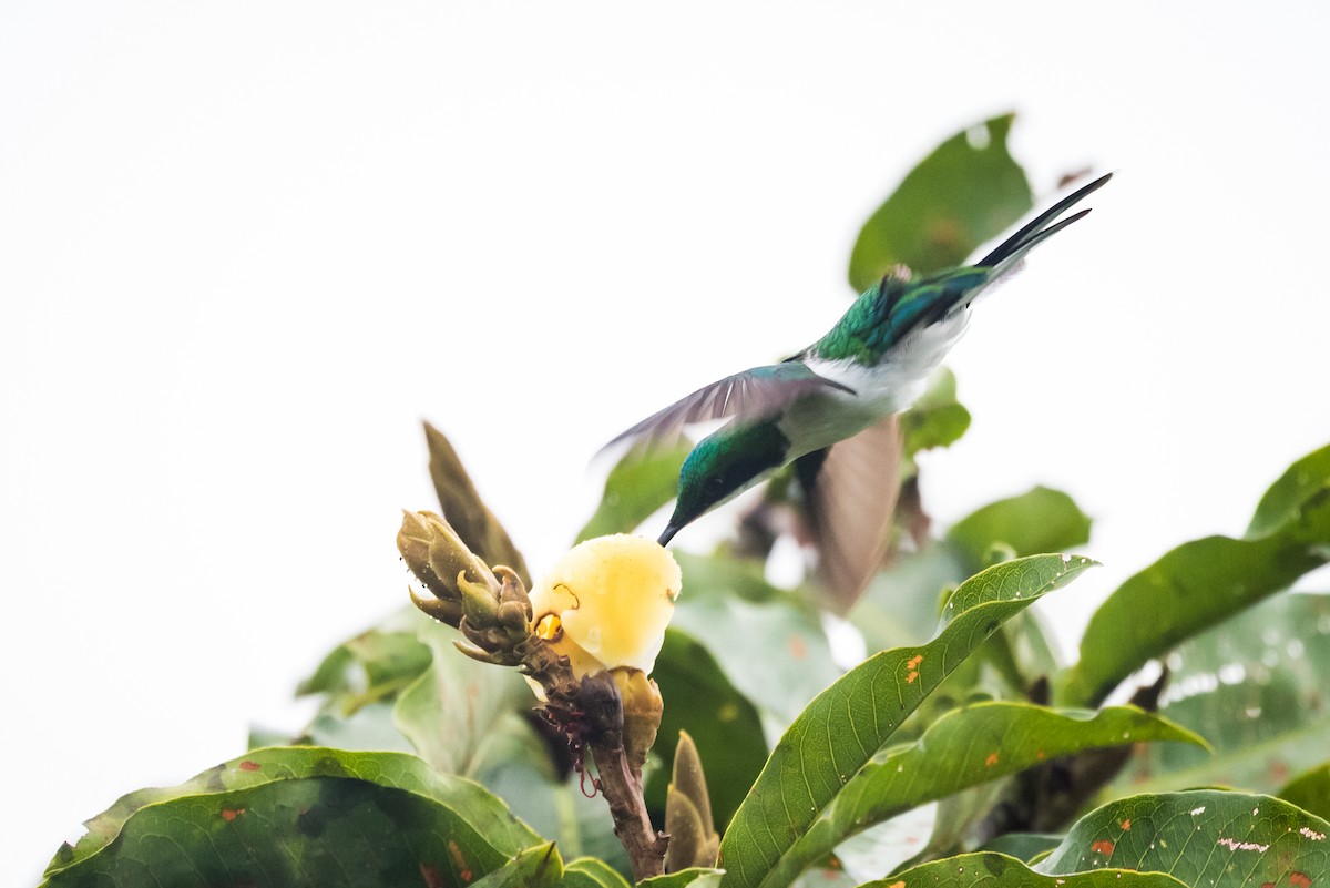 Black-eared Fairy - Claudia Brasileiro