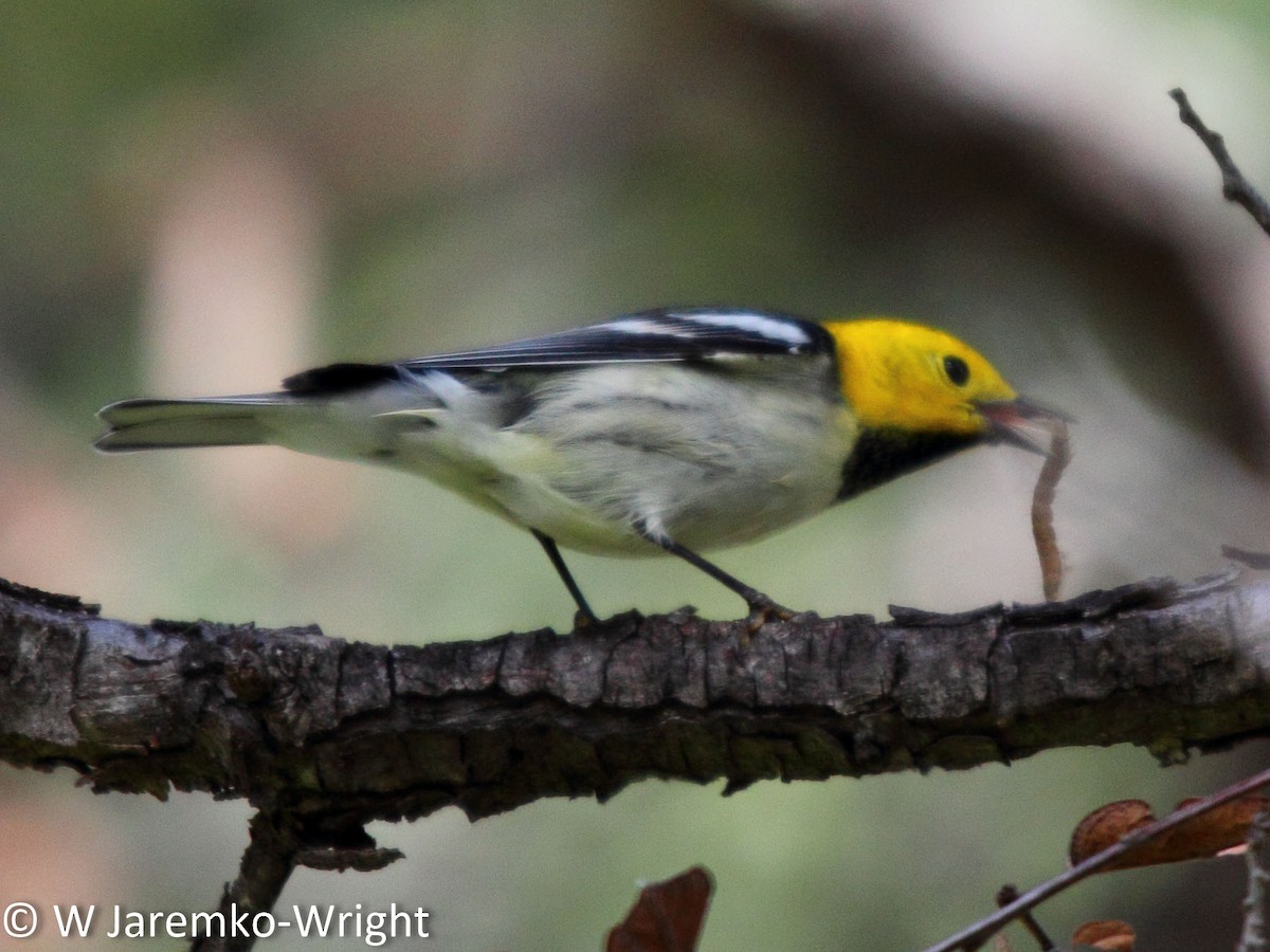 Hermit Warbler - Will Jaremko-Wright