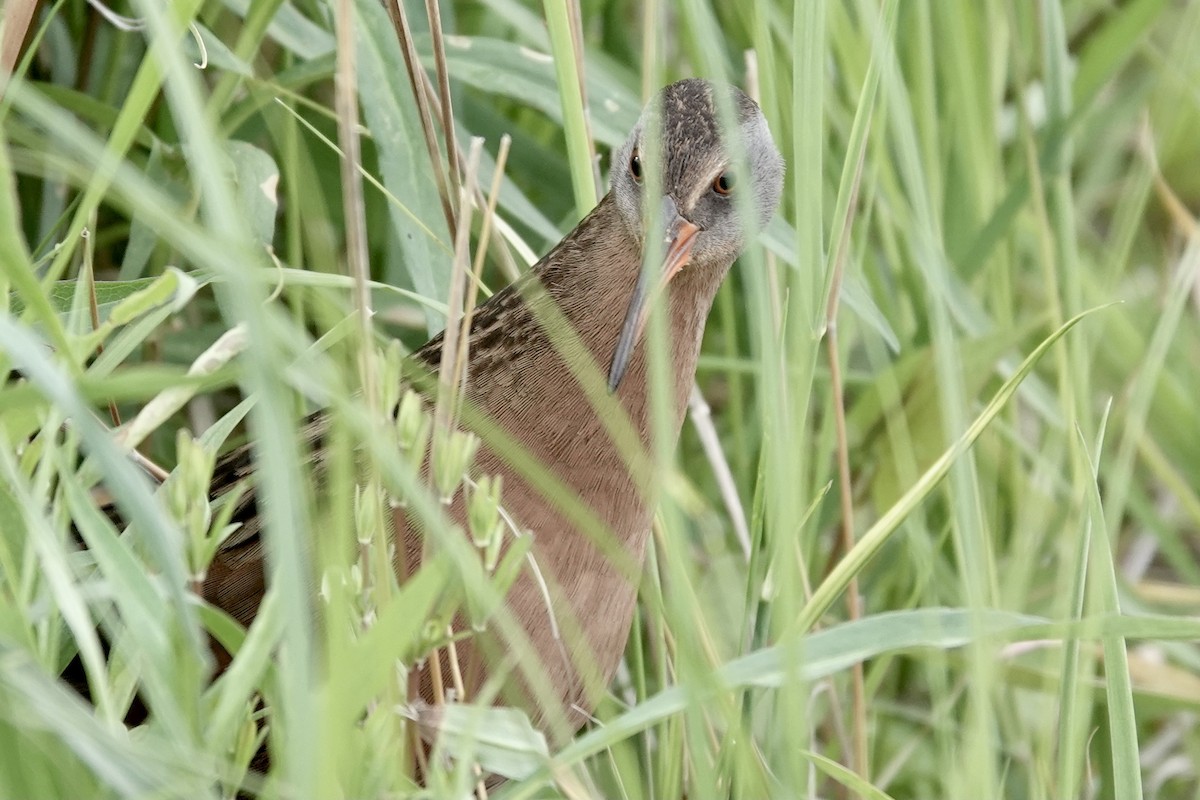 Virginia Rail - ML339248981