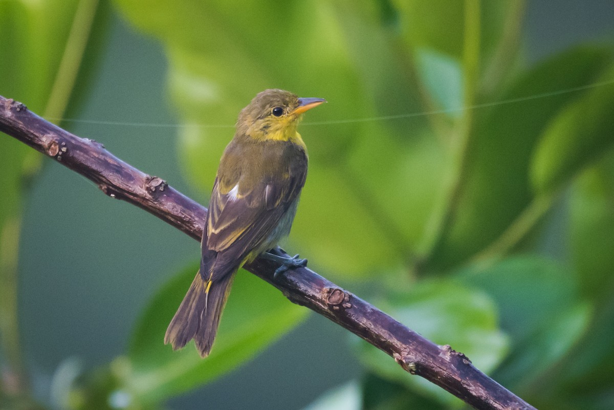 Yellow-backed Tanager - ML339249281