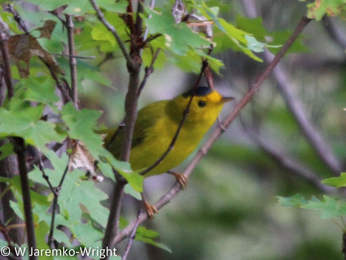 Wilson's Warbler - Will Jaremko-Wright