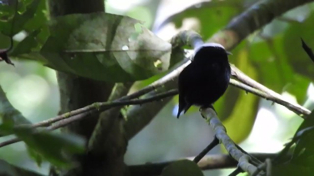 Manakin à tête blanche - ML339249401